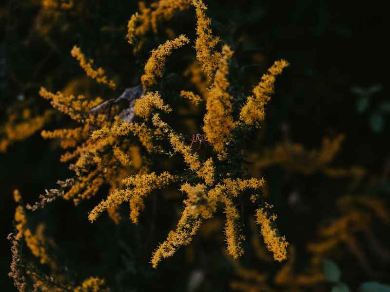 The Goldenrod are&nbsp;Dying