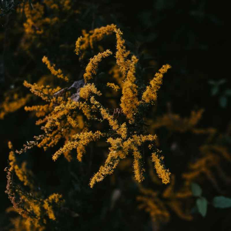 The Goldenrod are&nbsp;Dying