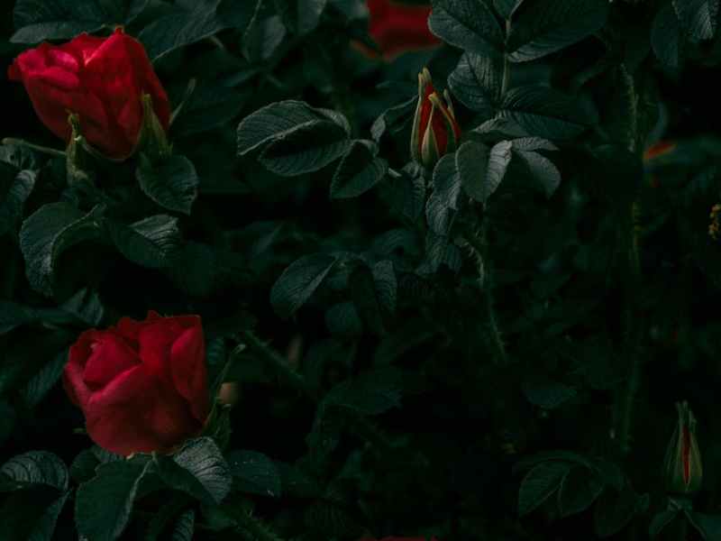 But What, they ask me, is&nbsp;Romance?